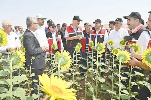 İKİNCİ &Uuml;R&Uuml;N OLARAK AY&Ccedil;İ&Ccedil;EĞİ EKİMİ YAYGINLAŞIYOR