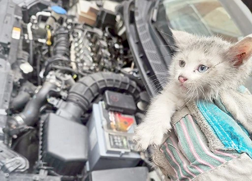 İTFAİYE EKİPLERİ MİNİK KEDİYİ BULUNDUĞU YERDEN KURTARDI