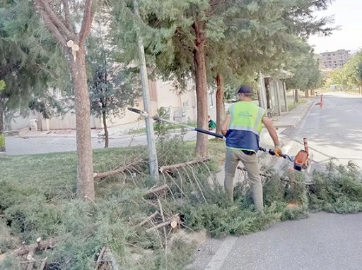 SONBAHARDA BUDAMA &Ccedil;ALIŞMALARI BAŞLADI