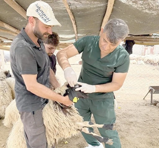 K&Uuml;&Ccedil;&Uuml;KBAŞ HAYVANLAR K&Uuml;PELENİP AŞILANIYOR