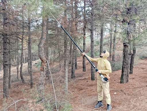 &Ccedil;AM AĞA&Ccedil;LARINA NEFES BUDAMASI