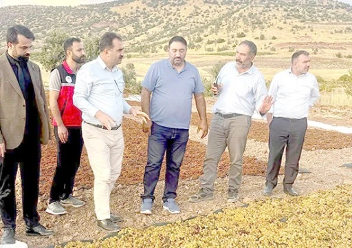 BİNETAT KURU &Uuml;Z&Uuml;M HASADI YAPILDI