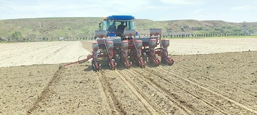 İLK KEZ YER FISTIĞI EKİMİ YAPILDI