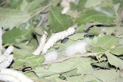 SASON'DA İPEKB&Ouml;CEK&Ccedil;İLİĞİ CANLANIYOR