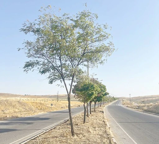 YEŞİL KUŞAK AĞA&Ccedil;LANDIRMA &Ccedil;ALIŞMALARI DEVAM EDİYOR