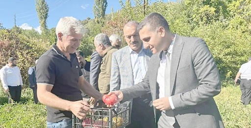 KOZLUK&rsquo;TA COĞRAFİ İŞARETLİ DOMATESİN HASAT HEYECANI