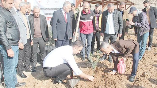 &Ccedil;İFT&Ccedil;İLERE 10 BİN ADET ZEYTİN FİDESİ DAĞITILDI