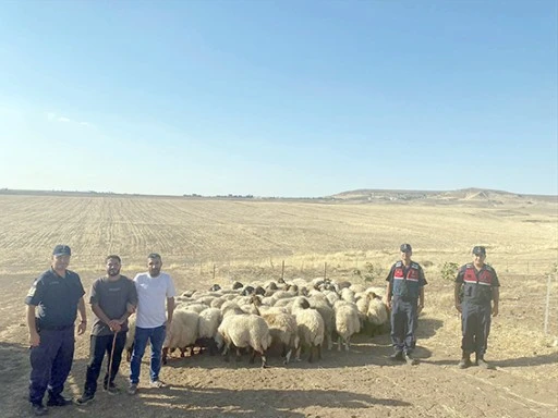 KAYIP K&Uuml;&Ccedil;&Uuml;KBAŞ HAYVANLAR DRONE DESTEĞİYLE BULUNDU