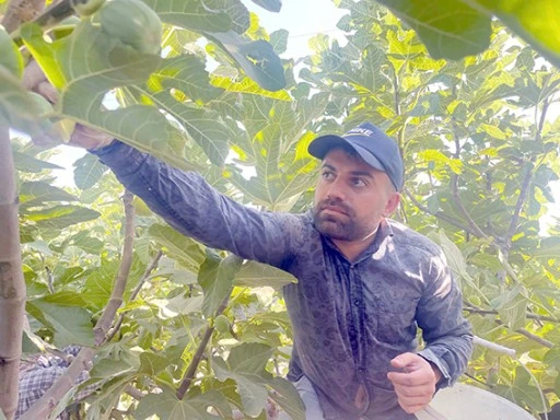 BU K&Ouml;Y GE&Ccedil;İMİNİ İNCİRDEN SAĞLIYOR