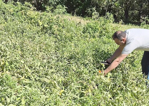 SASON&rsquo;UN YAYLALARINDAN SOFRALARA ORGANİK DOMATES