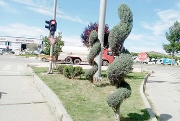 SANATLARINI AĞA&Ccedil;LARIN &Uuml;ZERİNDE İCRA EDİYORLAR