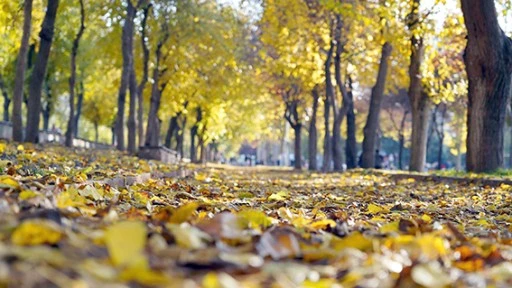 SONBAHAR G&Uuml;ZELLİKLERİ İ&Ccedil;İN YAPRAKLAR TOPLANMAYACAK