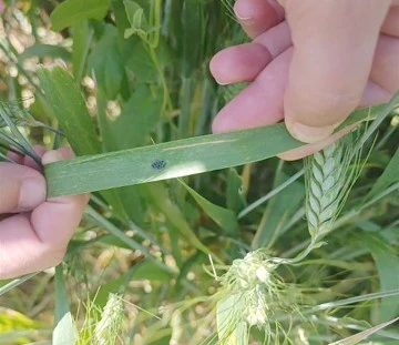 S&Uuml;NE M&Uuml;CADELESİ SAHA &Ccedil;ALIŞMALARI BAŞLADI
