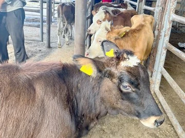 TARIM&rsquo;DAN HAYVAN HAREKETLERİ DUYURUSU