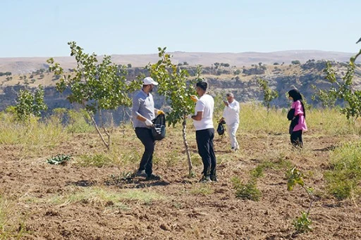 &Uuml;NİVERSİTENİN FISTIK BAH&Ccedil;ESİNDE HASAT ZAMANI