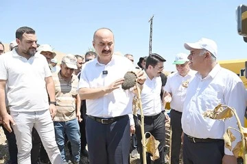 YAĞLIK AY&Ccedil;İ&Ccedil;EĞİ HASADI YAPILDI