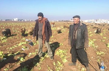 YEM VE SAMAN FİYATLARI HAYVAN SATTIRIYOR