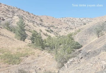 YENİ BİR KELEBEK T&Uuml;R&Uuml; KEŞFEDİLDİ!