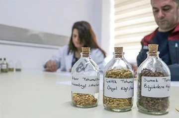 YERLİ TOHUMDA 40 FARKLI &Ccedil;EŞİDE ULAŞILDI